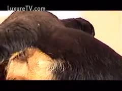 Following beastiality sex with a dog, the amateur white bitch left with a messy love tunnel.